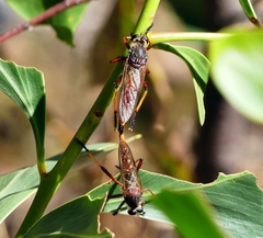 Colepia rufiventris