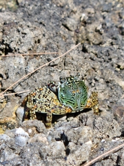 Grapsus albolineatus