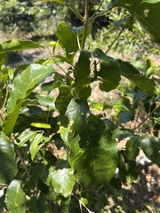 Sarcomelicope simplicifolia