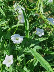 Convolvulus remotus