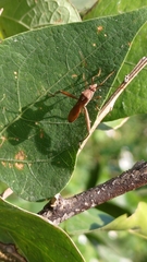 Riptortus linearis