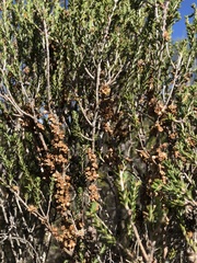 Melaleuca brevifolia