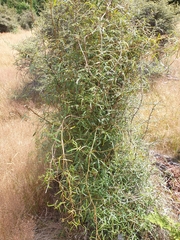Rubus schmidelioides