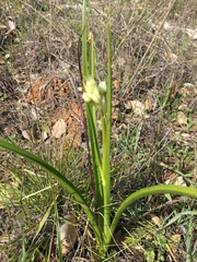 Toxicoscordion fremontii