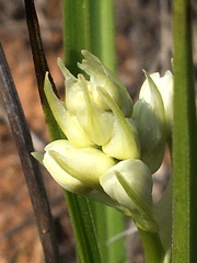 Toxicoscordion fremontii