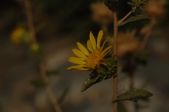Grindelia camporum