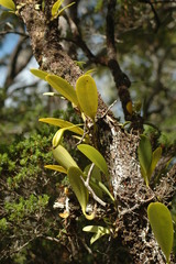 Bulbophyllum baileyi