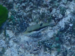 Canthigaster bennetti