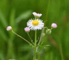 Erigeron philadelphicus