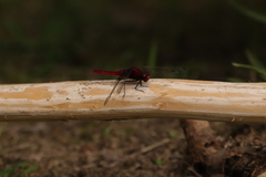 Erythemis mithroides