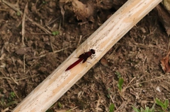 Erythemis mithroides