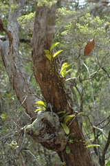 Bulbophyllum baileyi