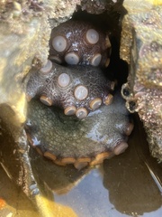 Octopus bimaculatus