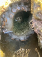 Octopus bimaculatus