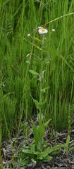 Erigeron philadelphicus