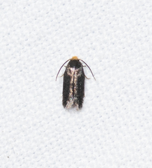 Nepticuloidea
