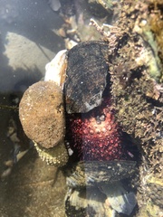 Mesocentrotus franciscanus