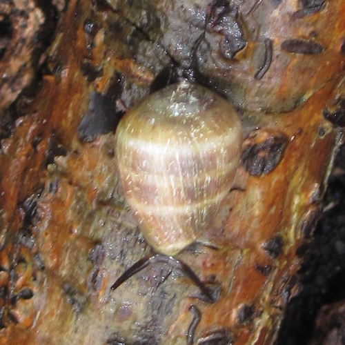 Coffee Bean Snail
