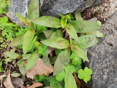 Persicaria lapathifolia