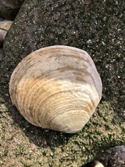 Semele decisa