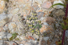 Draba jorullensis