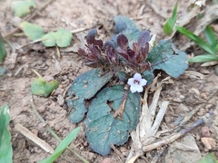 Strobilanthes reptans