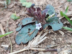 Strobilanthes reptans
