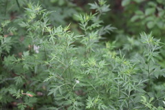 Artemisia sylvatica