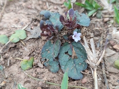 Strobilanthes reptans