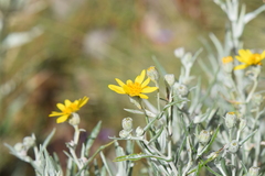 Senecio mairetianus