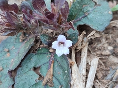 Strobilanthes reptans
