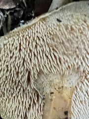 Hydnum oregonense