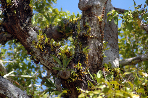 Diplocaulobium glabrum (J.J.Sm.) Kraenzl.