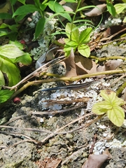 Emoia caeruleocauda
