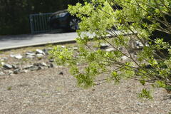 Chionanthus virginicus