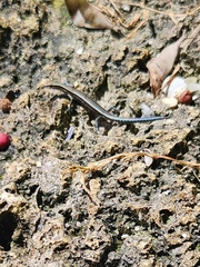 Emoia caeruleocauda