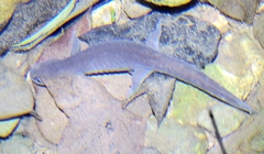 Hynobius yiwuensis