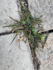 Eragrostis amabilis