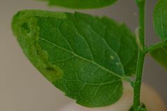 Agromyza aristata