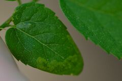 Agromyza aristata