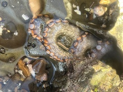 Octopus bimaculatus
