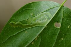 Agromyza aristata