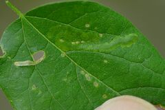 Agromyza aristata