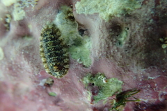 Stenoplax petaloides