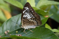 Tanaecia pelea