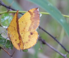 Petrodava leucicolor