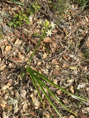 Toxicoscordion fremontii