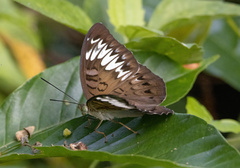 Tanaecia pelea