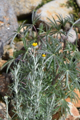 Senecio mairetianus