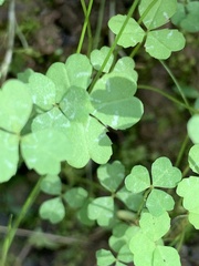 Trifolium microdon